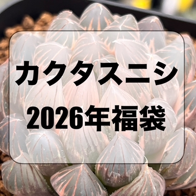 2026年カクタスニシ福袋