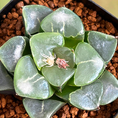 7-1 「クリスタルボール」白雲の特丸窓