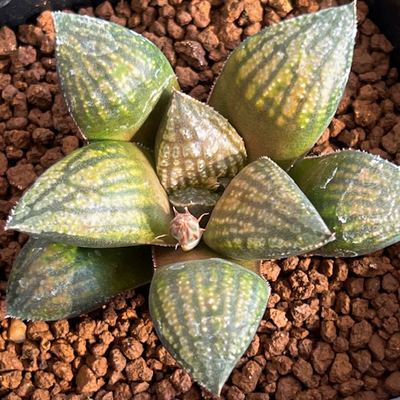 7-2 実生苗 極太紫網スプレンデンス交配SOM&times;前人未踏(太黒線ドーム型ピクタ)