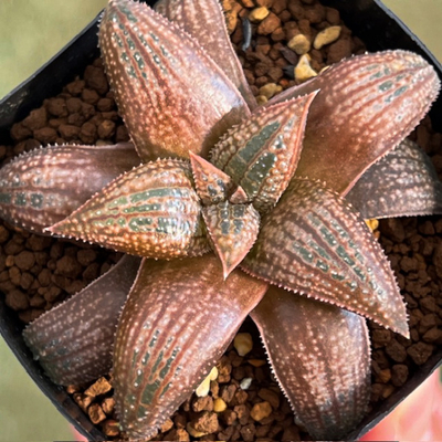 7-3　実生苗　ピクタ&times;コエル