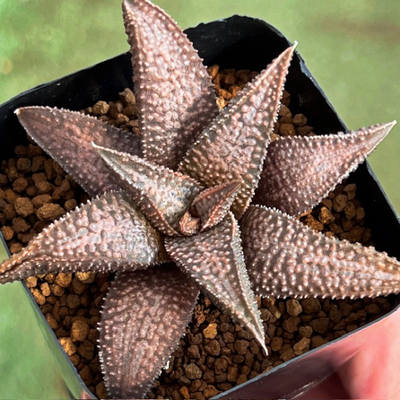 7-4　実生苗　シルバータランチュラ&times;MEGAコエル