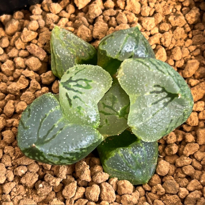 7-5　虞美人　大型ダルマ窓