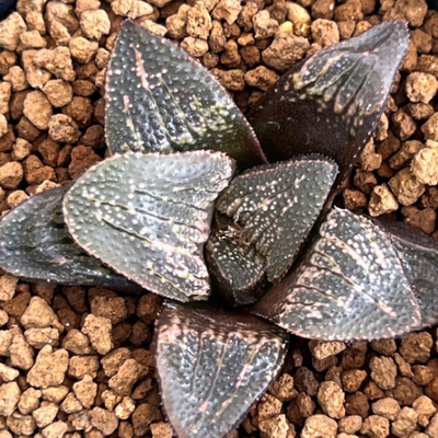 7-6　実生苗　ブーメランYH(NS1/1)(ブーメラン&times;YHトリプルムーミン)&times;ブラック＆ホワイト