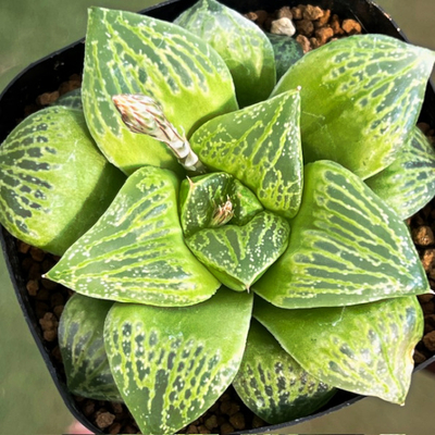 7-7　実生苗　フラッシュグリーン(バディア&times;ピクタ)&times;ミニスカ(ゲラルディー&times;星影)