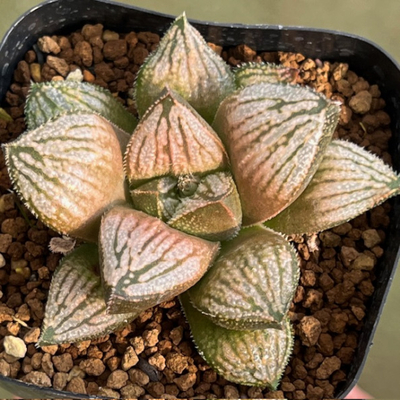 7-11 実生苗　紫金ウルフ(紫金城&times;ウルフムチカ)&times;緑王ボーイ(枯れ葉&times;緑王城)