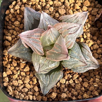 7-12　魔人ミュータント(PA1)　大魔人(黒模様窓レツーサ交配美種)&times;ミュータントピグマエア