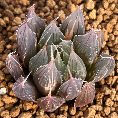 7-10　H.davidii錦　payne's Hill t.l