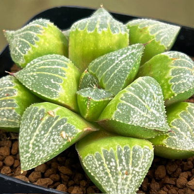 8-3 実生苗　マーブルピクタK1&times;TN白夜ピクタ(ピクタ&times;白夜ムチカ)NS-3/3