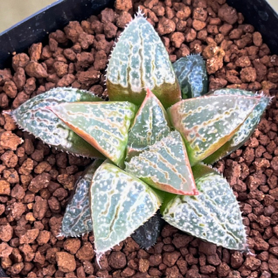 8-4 実生苗　星の砂(コンプト交配)&times;ミニスカ獅子