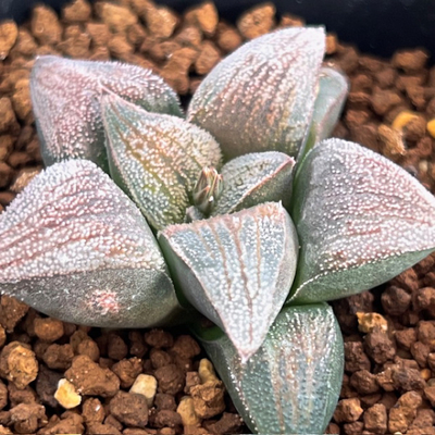 8-5 実生苗　パウダー鉄道(パウダースノー&times;銀河鉄道)&times;鉄道ブラウン(白銀鉄道&times;ブラウンシュガー)