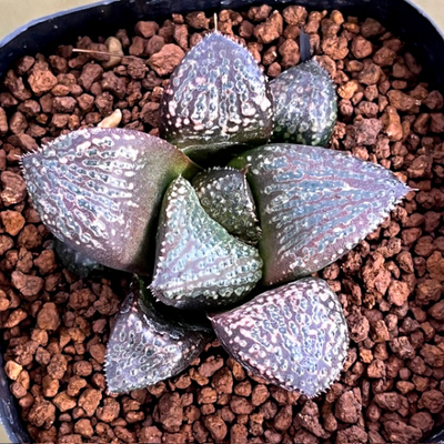 8-6 実生苗　大鳳舞姫(大鳳&times;舞姫)&times;ブラウニー(ホワイトウルフ&times;シルバームチカ)