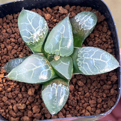 8-9 実生苗　OKT-1 (コンプト&times;コレクタ)&times;稲光ピラルク