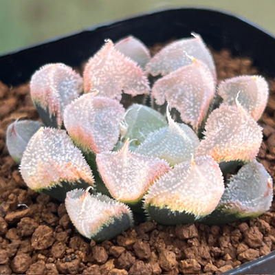 8-11 「天 使」白帝城変異型