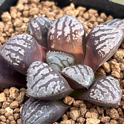 8-12 魔性(スプリング交配)&times;魔界(スプリング交配)NS-1/3