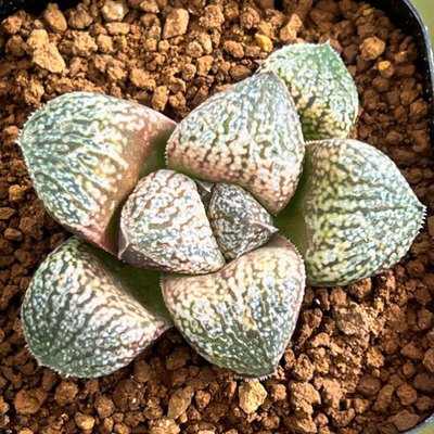 9-1 実生苗　酒井スーパーホワイトピクタ&times;ウルフゼブラ(ホワイトウルフ&times;特ゼブラピクタ)