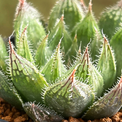 9-2 実生苗　小天狗錦(ベヌスタ交配美種)&times;ＬEDレッド(エメラルドLED&times;レッドブル)