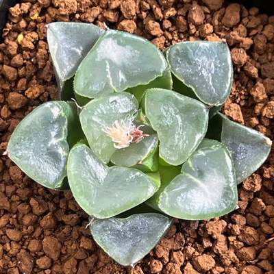 9-3 「クリスタルボール」　白雲の特丸窓