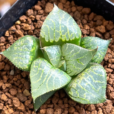 9-4 実生苗　新緑水晶(新緑山&times;N水晶コンプト)&times;B型コンプトニアーナミュータント