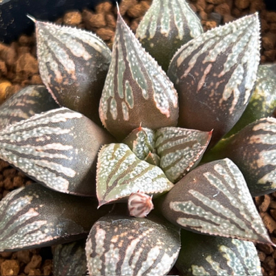 9-5 実生苗　ドーム隈取(ピンクドームピクタ&times;隈取ピクタ)&times;インペリアルアイス(インペリアル&times;氷麗)