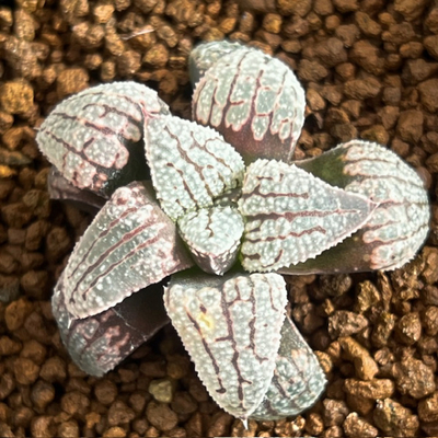 9-6 実生苗　騎士ブルー(黒騎士&times;ブルーダイアモンド)&times;白銀粉雪(白銀鉄道&times;粉雪ピグマエア)