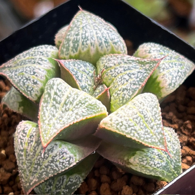 9-7 実生苗　宇治金時(シルビアエ交配美種)&times;タージマハル(GM452スプレン特選)