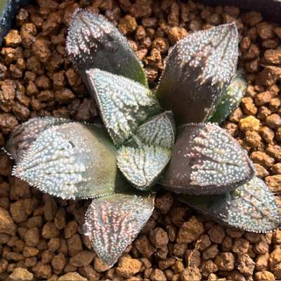 9-9 実生苗　五月雨パルテNSⅡ (紫五月雨&times;パルテノンB)&times;ブーメラン鉄道(ブーメラン&times;白銀鉄道)