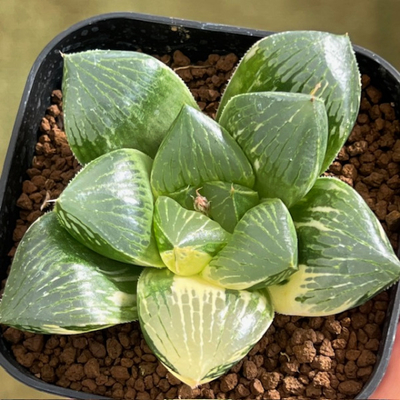 9-12 「海 月 錦」ゼリーフィッシュ&times;コンプト