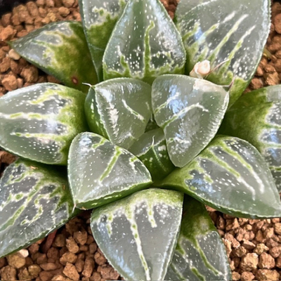 1-1 実生苗　星の砂(コンプト交配美種)&times;緑王仮面(緑王&times;ツタンカーメン)