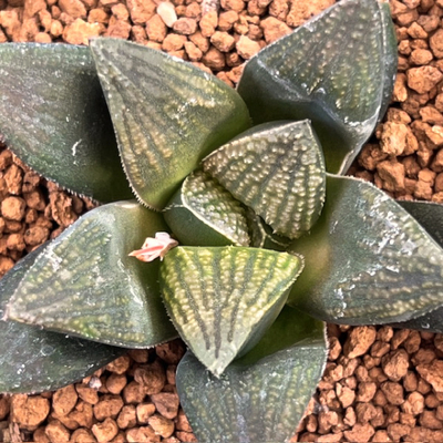 1-2 実生苗　妖鬼の舞(妖鬼&times;舞姫)&times;(妖鬼化粧&times;雪ブルー)