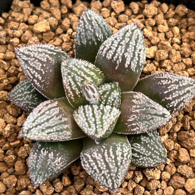 1-3 実生苗　赤い影(ウィミー交配種&times;スプリング)&times;(銀鱗ボーイ&times;銀鱗)