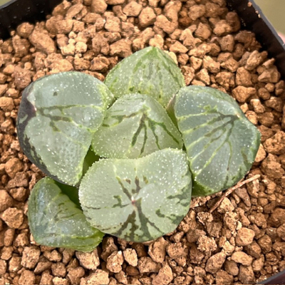 1-4 「虞 美 人」ミュータント系交配美種