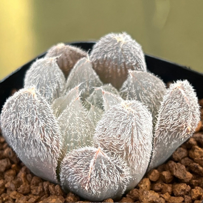 1-5 「モンロー」極太葉の特ダルマ型ベヌスタ