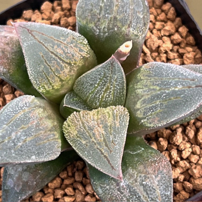 1-6 実生苗　パウダー鉄道(パウダースノー&times;銀河鉄道)&times;鉄道ブラウン(白銀鉄道&times;ブラウンシュガー)