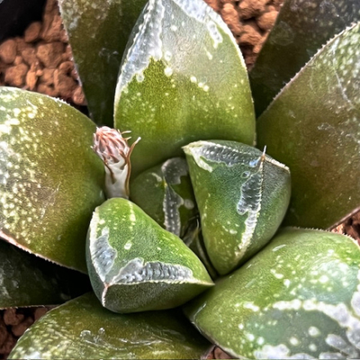 1-7 実生苗　ウルフムチカK8(ホワイトウルフ&times;シルバームチカ)&times;チョコチョコ(チョコバー&times;チョコ銀)