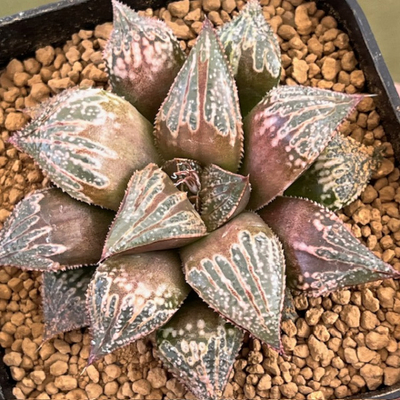 1-8 実生苗　特赤ウルフ五月雨(ムチカウルフ&times;紫五月雨)&times;チョコチョコ(チョコバー&times;チョコ銀)