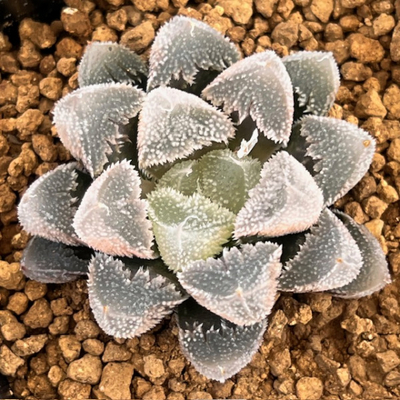 1-9 「天使」　白帝城変異個体