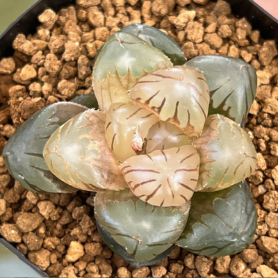 1-10 「ファントム」オブツーサ交配美種