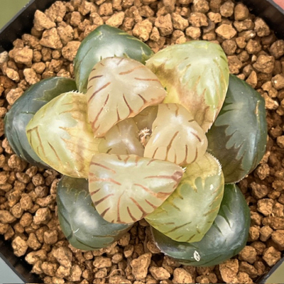 1-11 「ファントム」オブツーサ交配美種