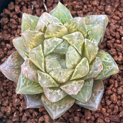 2-1 「エメラルドエンぺ」(NS) エメラルドLED(ライトグリーンの美窓)&times;ブルエンペラー(レッドブル&times;エンペラー)