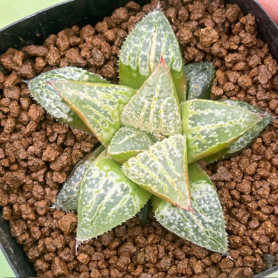 2-2 実生苗　星の砂(コンプト交配)&times;ミニスカ獅子