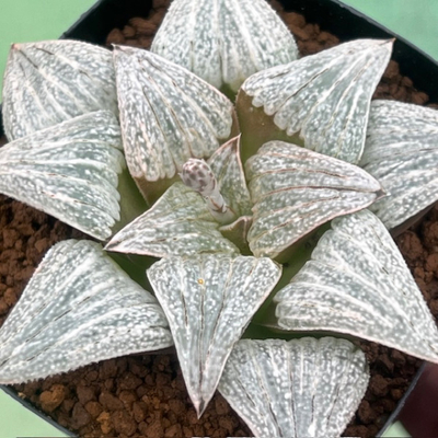 2-3 実生苗　古都パンドラ(古都姫&times;パンドラピクタ)&times;パルテナ(パルテノン&times;プラチナ)