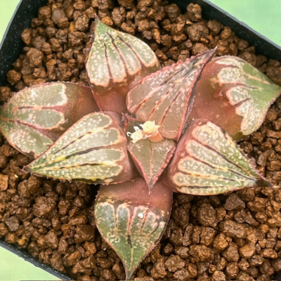 2-4 実生苗　紅竜スター(紅竜&times;ロンバードスター)&times;夢芝居(ピンク452&times;ムチカパルテ)