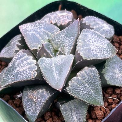 2-6 「雪月華」(PT2)ピグマエア&times;月影