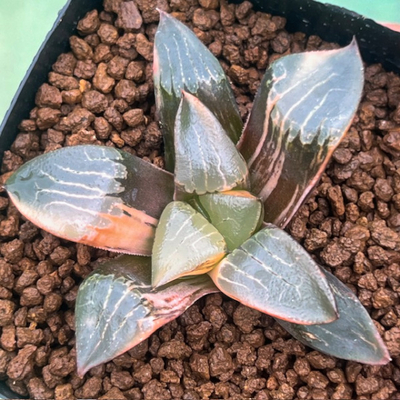 2-5「花 影 錦」コンプト&times;コレクタ