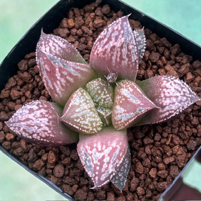 2-7 実生苗　古都MR1(古都姫&times;マルクスMR1スプレン交配)&times;前人未踏(太線ドーム型ピクタ)