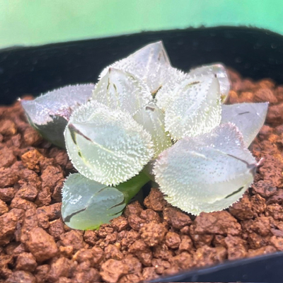 2-8 「氷 鸞 玉」ミュータント系交配美種