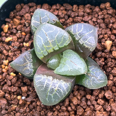 2-9 実生苗　Sドラゴンアイ(ドラゴン万象&times;特網コレクタ)&times;N水晶コンプトニアーナ