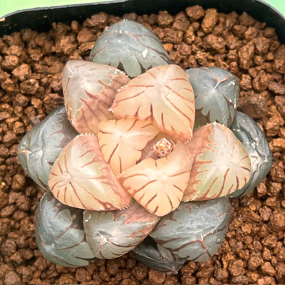 2-10 「ファントム」オブツーサ交配美種