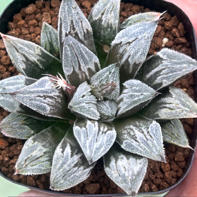 2-11 実生苗 シルバーボール(ウィミー交配美種)&times;雪姫(クリスティー&times;粉雪ピグマエア)