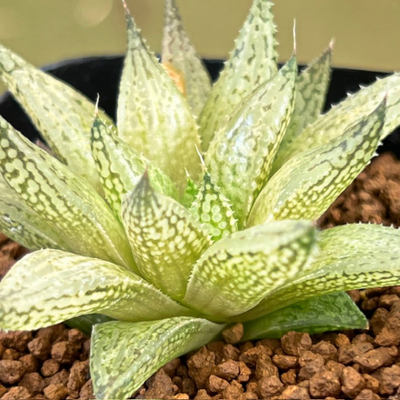 4-5 ティンゴジラ(NS1/2) ティンカーベルreticulata(Buitenskloof)&times;ゴジラNo,23 H.pallida